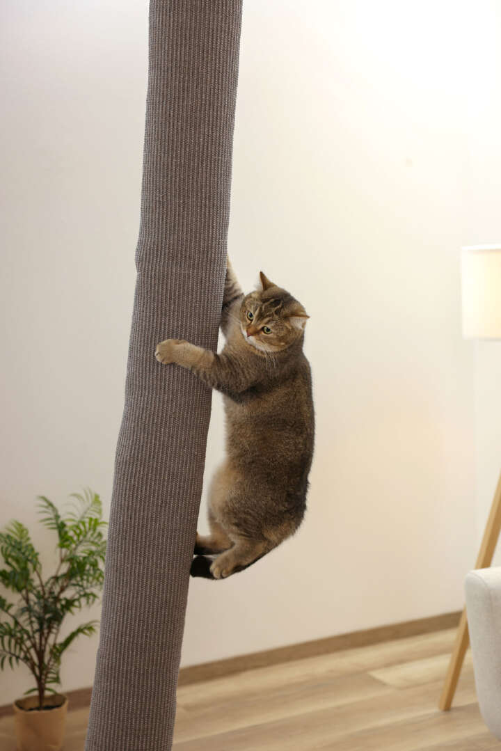 KERBL Klettersack Climber für Katzen